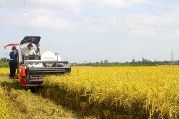 Khởi động Đề án Phát triển bền vững một triệu hécta chuyên canh lúa chất lượng cao
