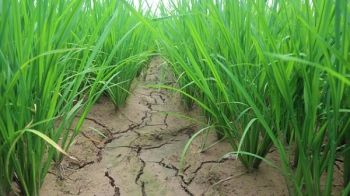 Nghiên cứu giảm phát thải và tạo tín chỉ carbon trong canh tác lúa bền vững tại Việt Nam