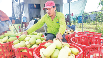 Đẩy mạnh tiêu thụ nông sản vùng Đồng bằng sông Cửu Long