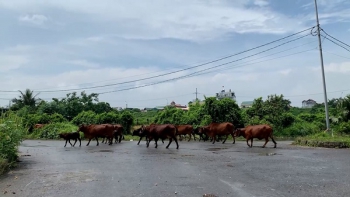 Hà Nội: Dự án vườn sinh thái thành nơi nuôi bò