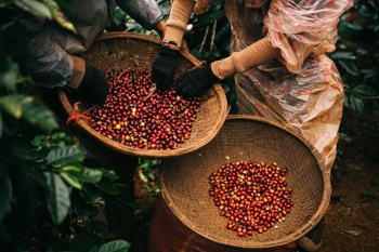 Xây dựng chuỗi sản xuất cà phê bền vững