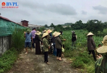 Khốn khổ một ngôi làng "cõng" hai trại lợn