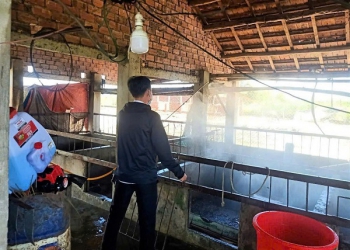 Gia Lai: Dịch tả lợn châu Phi dần được kiểm soát, sức mua thịt lợn tăng trở lại