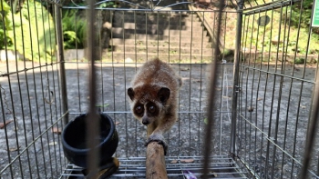 Bảo tồn động vật hoang dã: Từ chủ trương đến thực tiễn