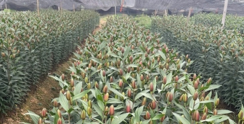 Nhà vườn chuẩn bị nguồn hoa phục vụ Tết Nguyên đán 2026