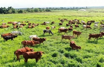 Ngăn chặn nguy cơ xâm nhập virus lở mồm long móng serotype SAT1 vào Việt Nam