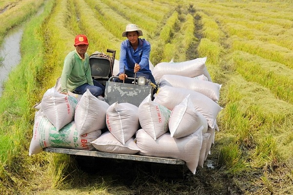 Việt Nam: Nỗ lực chinh phục kỷ lục mới trong xuất khẩu gạo